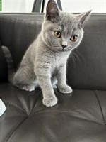 BKH BabyKitten sucht ein liebes Zuhause