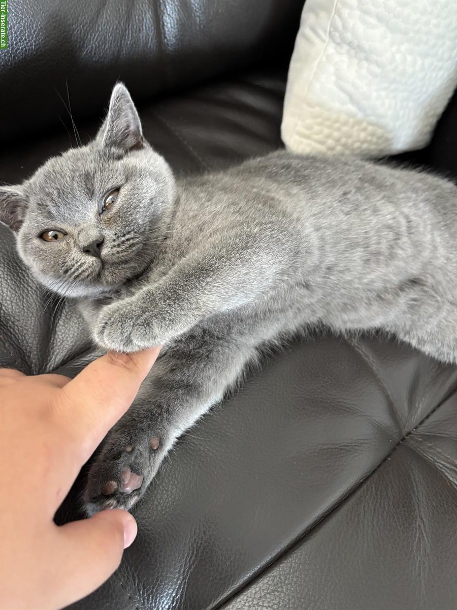 Bild 2: BKH BabyKitten sucht ein liebes Zuhause