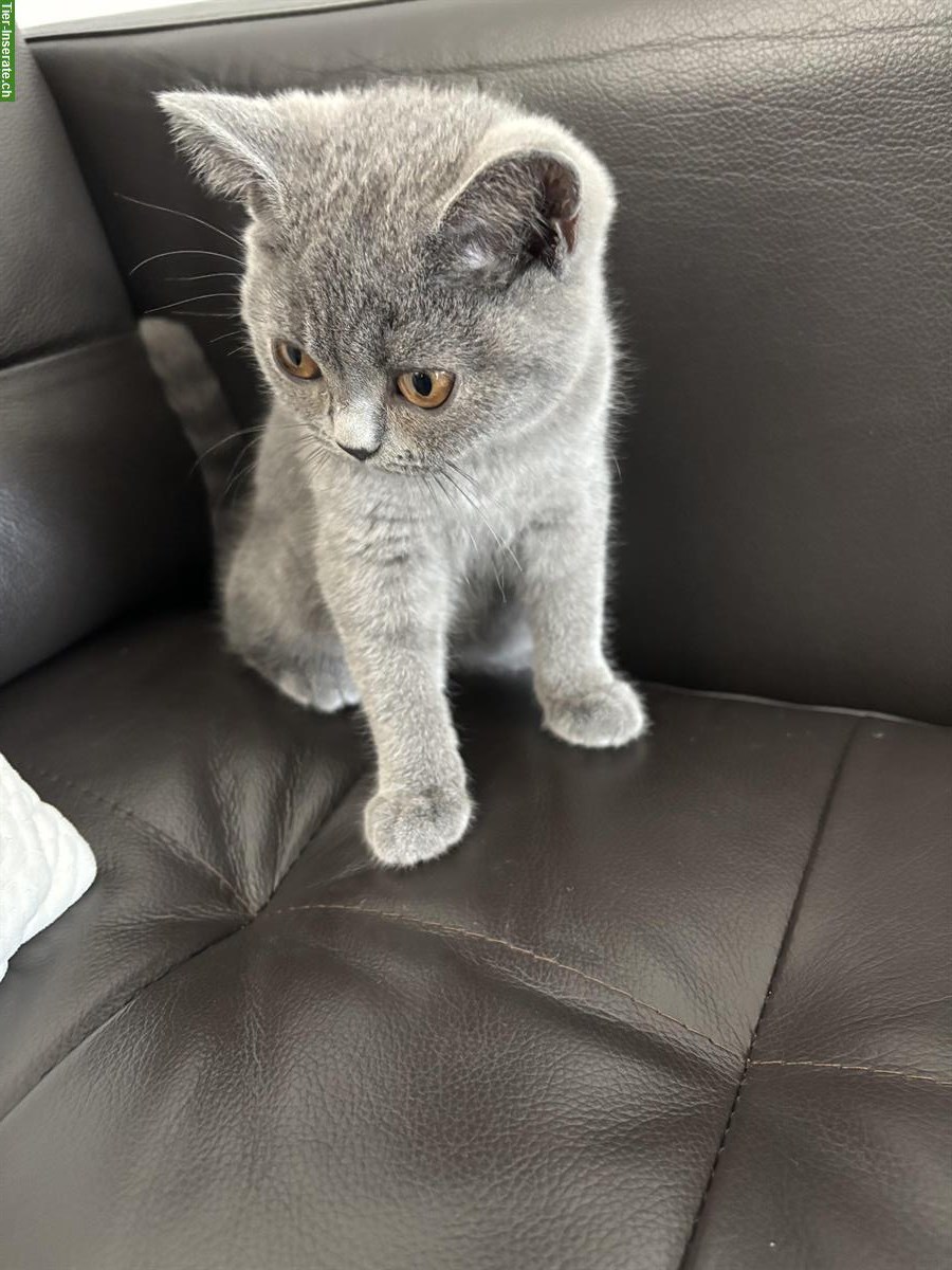 Bild 3: BKH BabyKitten sucht ein liebes Zuhause