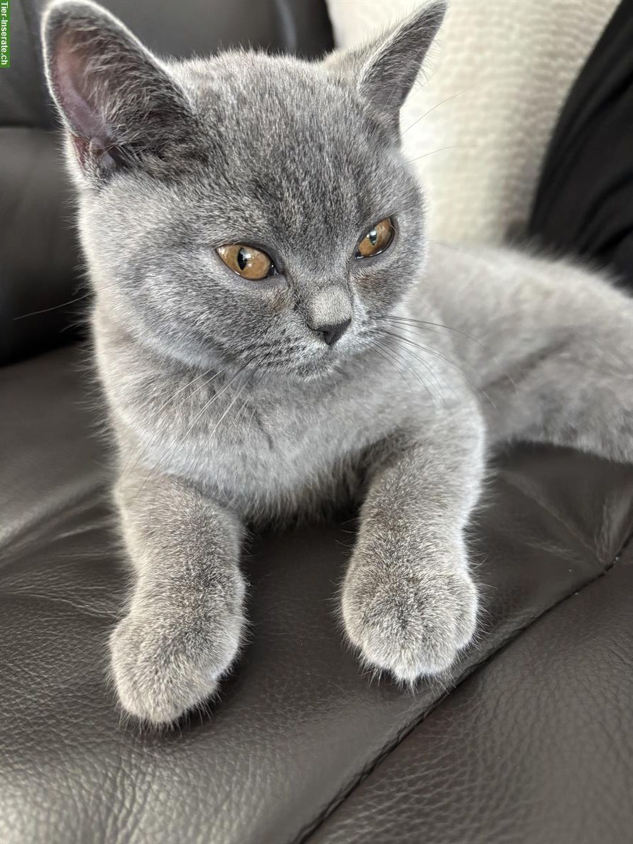 Bild 4: BKH BabyKitten sucht ein liebes Zuhause