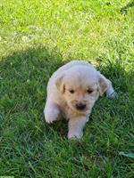 Golden Retriever Welpen zu verkaufen