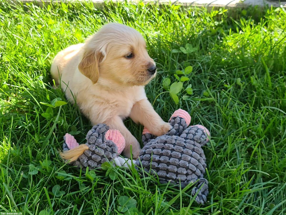 Bild 2: Golden Retriever Welpen zu verkaufen