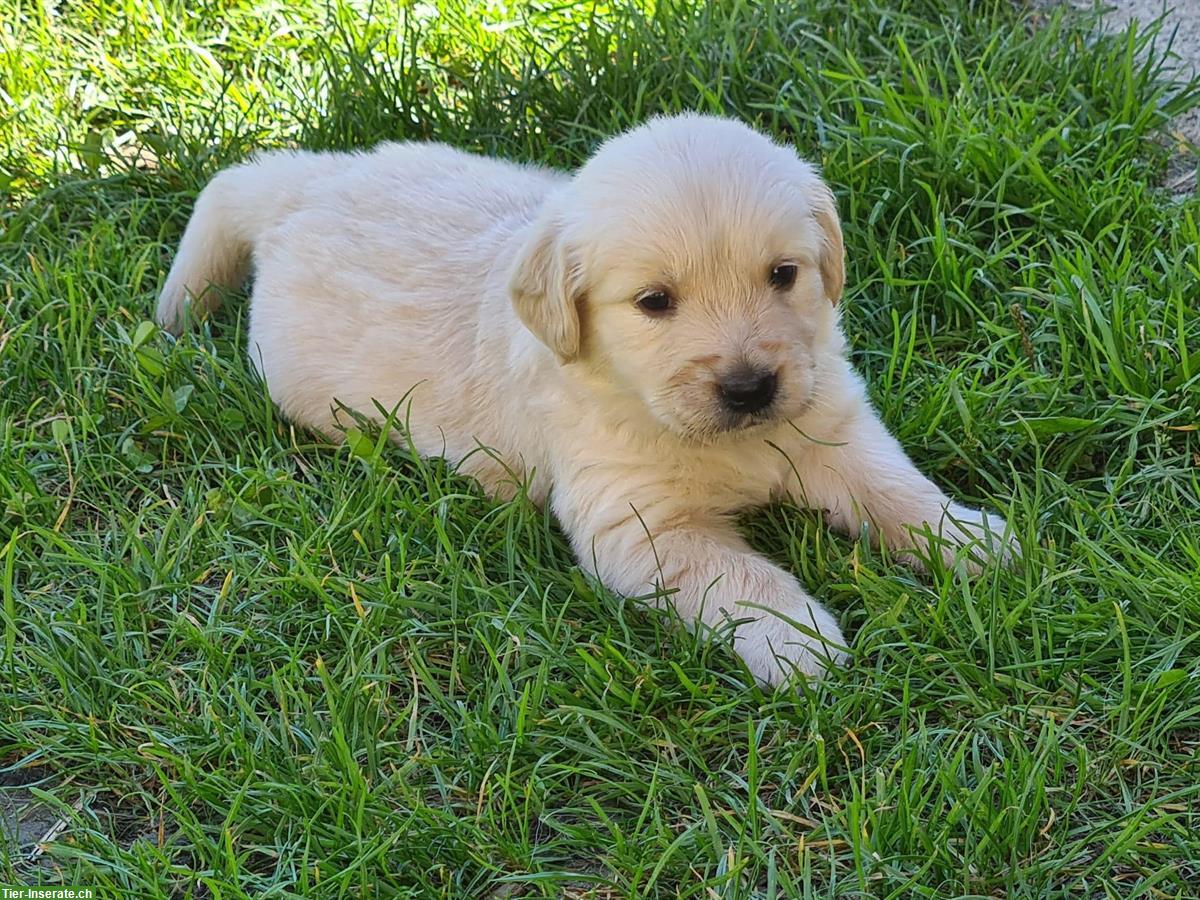Bild 3: Golden Retriever Welpen zu verkaufen