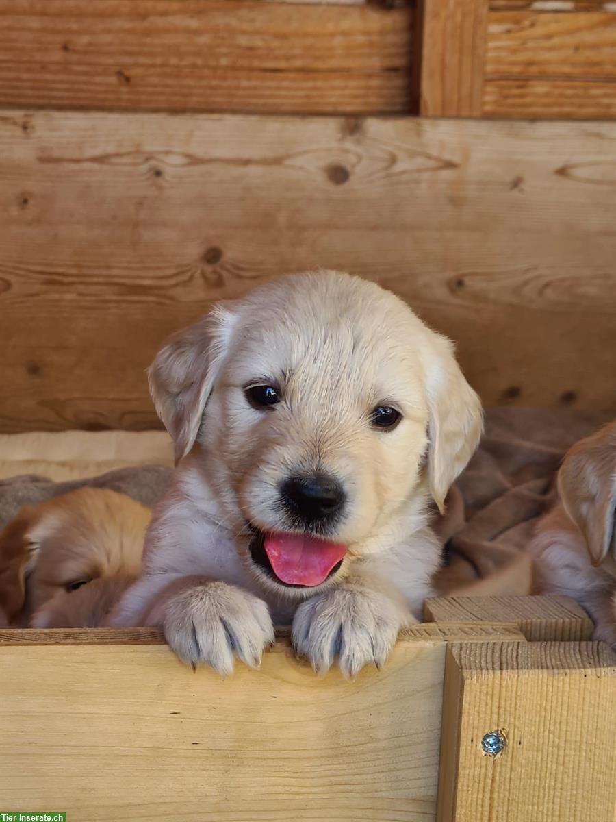 Bild 4: Golden Retriever Welpen zu verkaufen