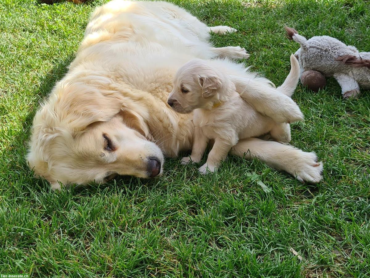 Bild 5: Golden Retriever Welpen zu verkaufen