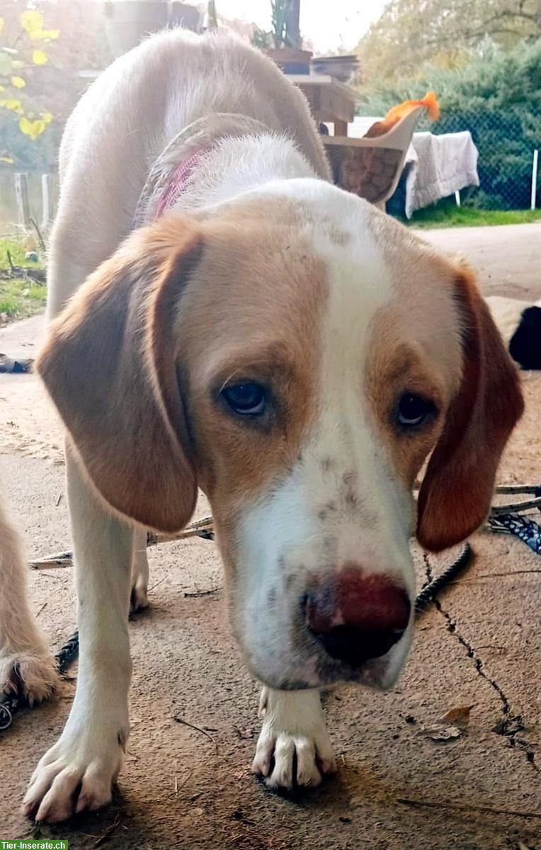 Bild 5: 3 herzige Junghunde, 8 Monate + ihre Mama suchen ein Zuhause