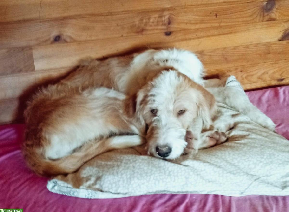 Bild 6: 3 herzige Junghunde, 8 Monate + ihre Mama suchen ein Zuhause