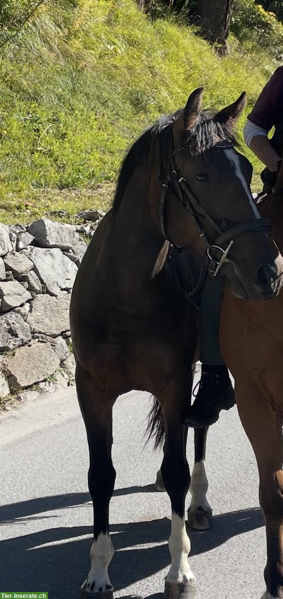 Dunkler, robuster Freiberger Wallach zu verkaufen