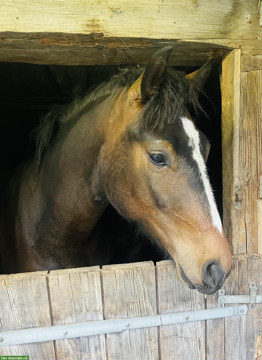 Bild 2: Dunkler, robuster Freiberger Wallach zu verkaufen
