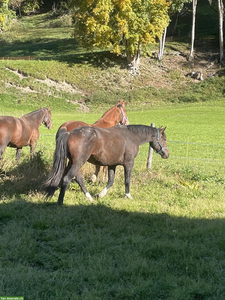 Bild 3: Dunkler, robuster Freiberger Wallach zu verkaufen