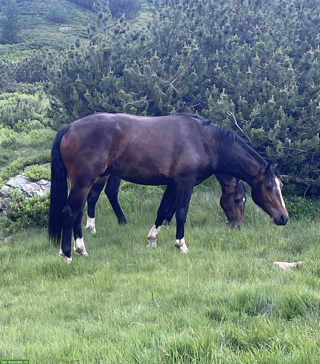Bild 4: Dunkler, robuster Freiberger Wallach zu verkaufen