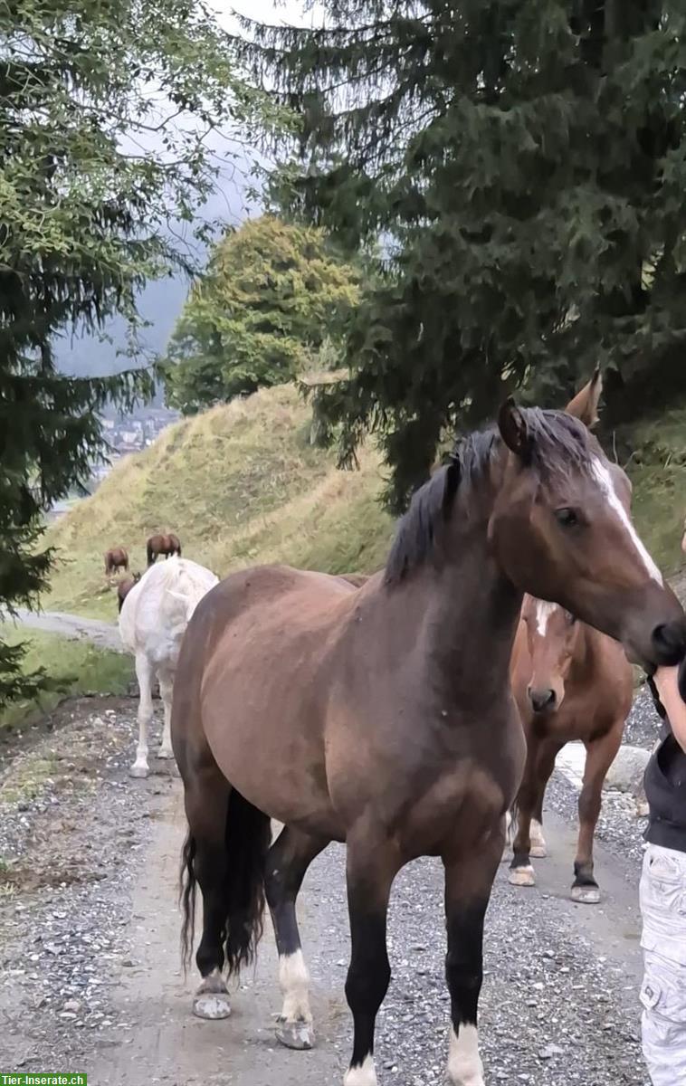 Bild 5: Dunkler, robuster Freiberger Wallach zu verkaufen