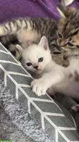 Britisch Kurzhaar Kitten stuberein abgegeben