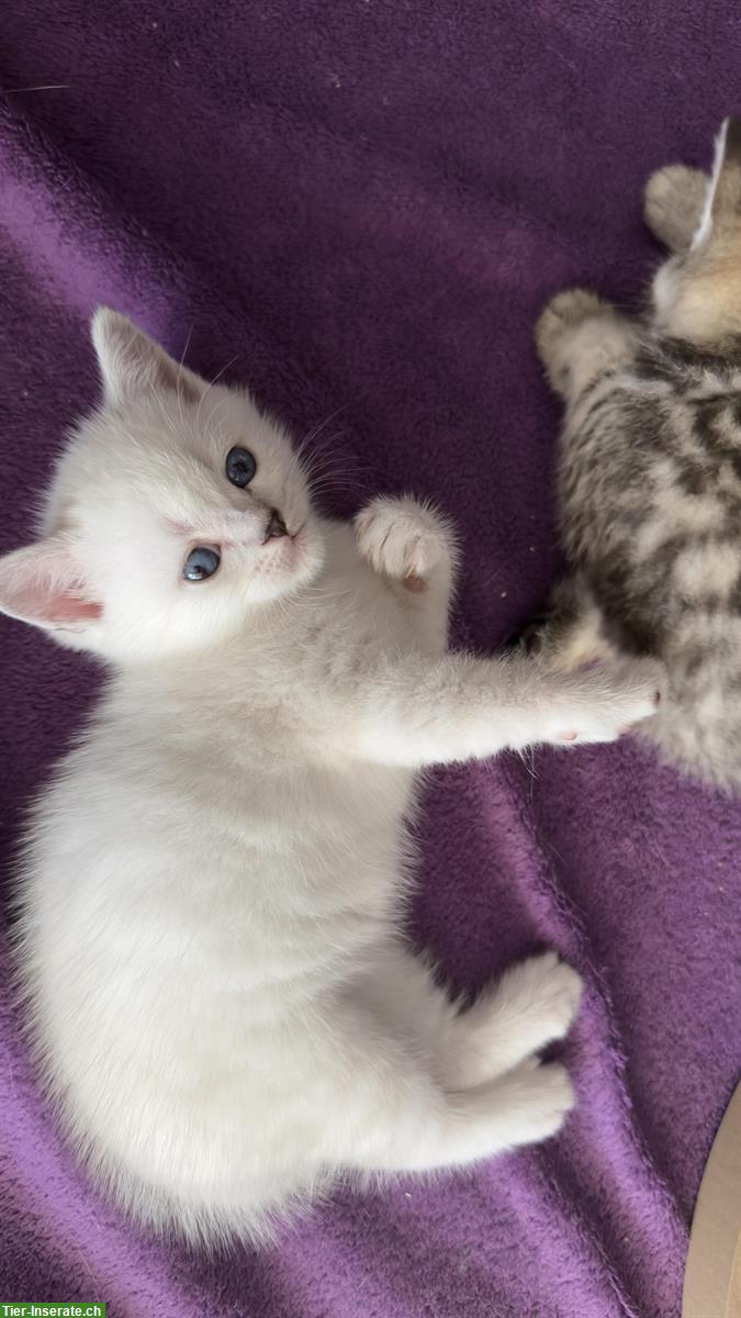 Bild 2: Britisch Kurzhaar Kitten stuberein abgegeben