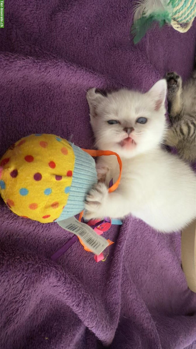 Bild 4: Britisch Kurzhaar Kitten stuberein abgegeben