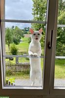 Norwegische Hauskatze x Perser Mix Kater