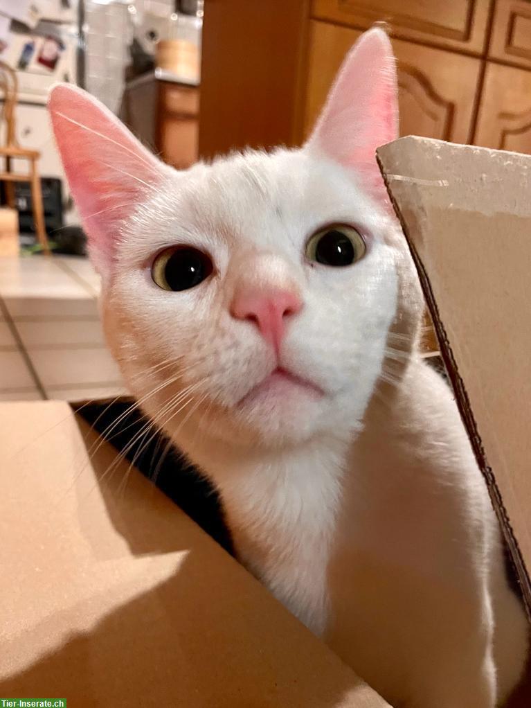 Bild 2: Norwegische Hauskatze x Perser Mix Kater