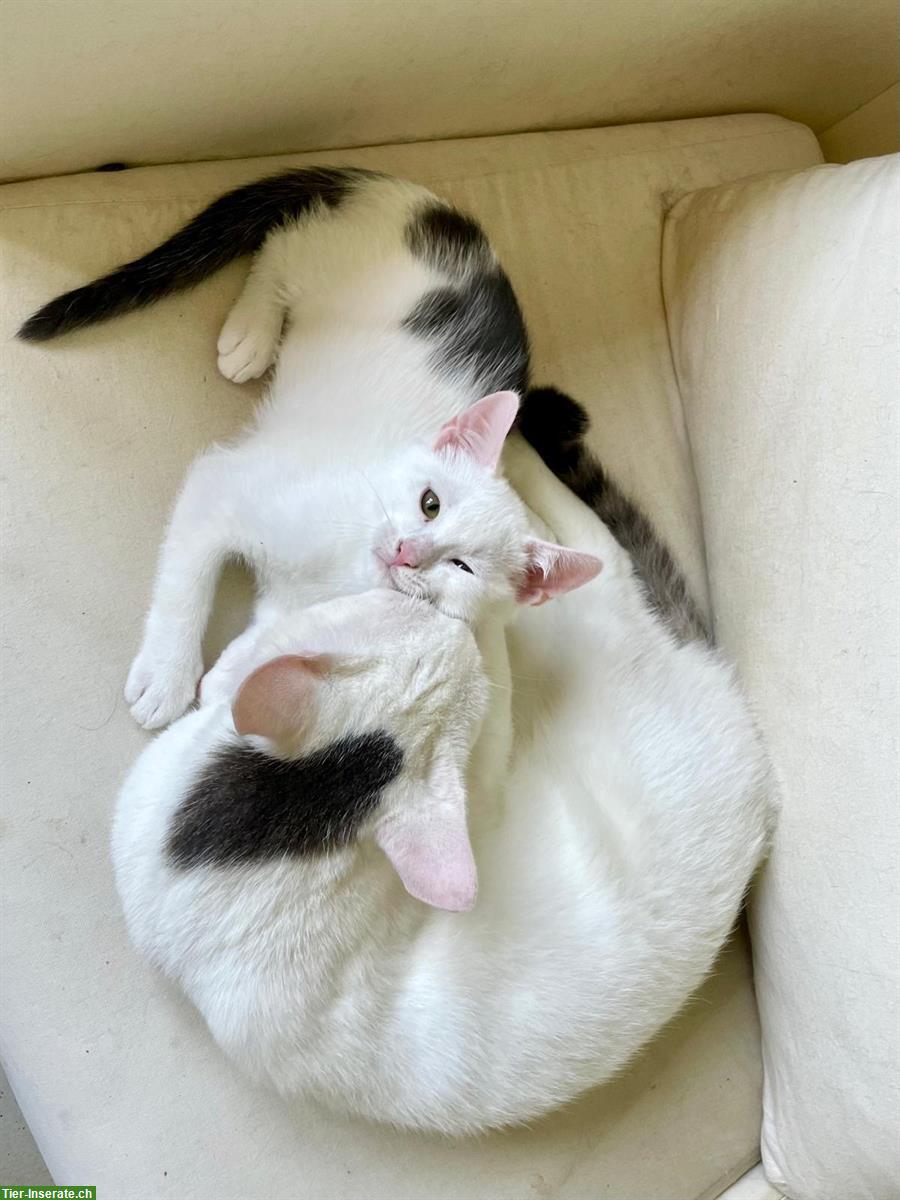 Bild 3: Norwegische Hauskatze x Perser Mix Kater