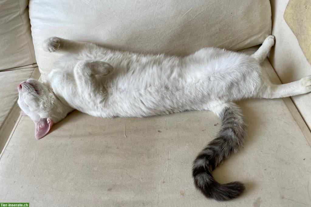 Bild 4: Norwegische Hauskatze x Perser Mix Kater