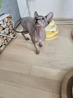 Sphynx Kitten weiblich sucht ein Zuhause