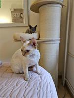 Wurfankündigung Devon Rex Kitten