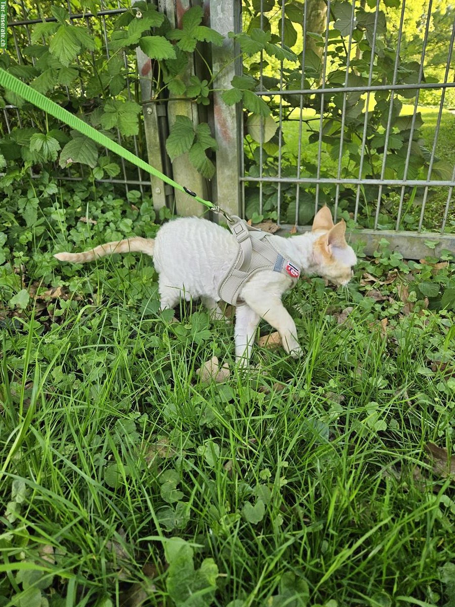 Bild 2: Wurfankündigung Devon Rex Kitten