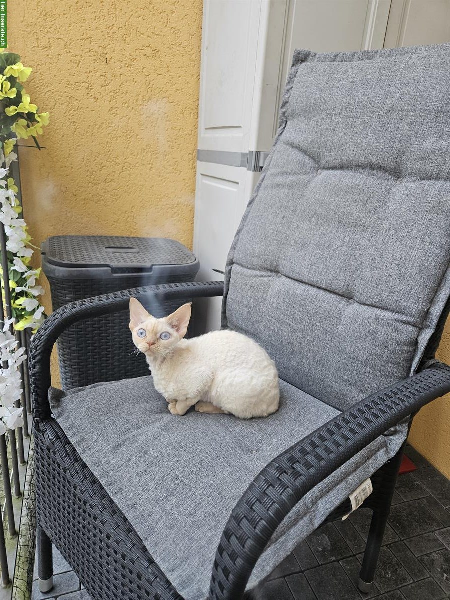 Bild 3: Wurfankündigung Devon Rex Kitten