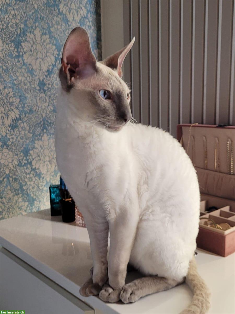 Bild 4: Devon Rex / Cornisch Rex Kitten zu verkaufen