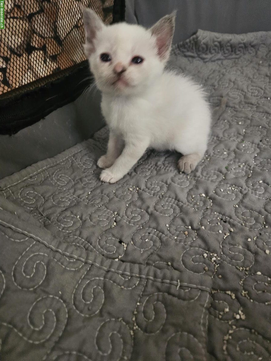 Bild 5: Devon Rex / Cornisch Rex Kitten zu verkaufen