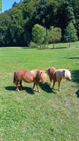 Mini Shetlandponys suchen ein Zuhause