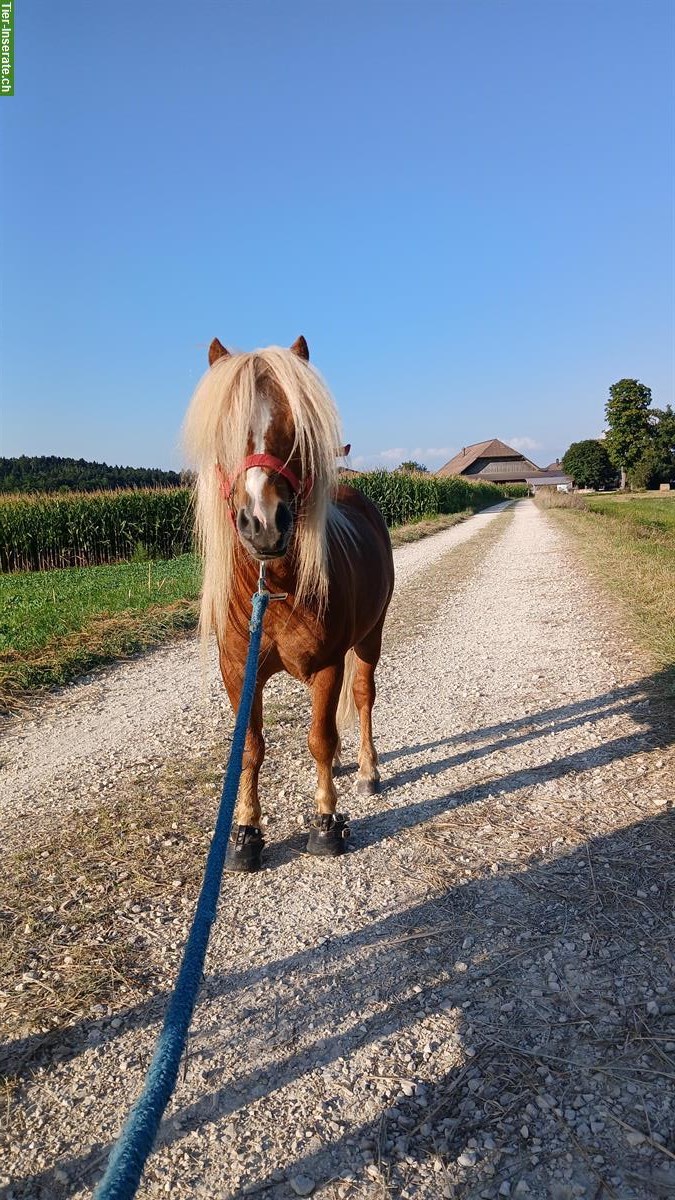Bild 2: Mini Shetlandponys suchen ein Zuhause