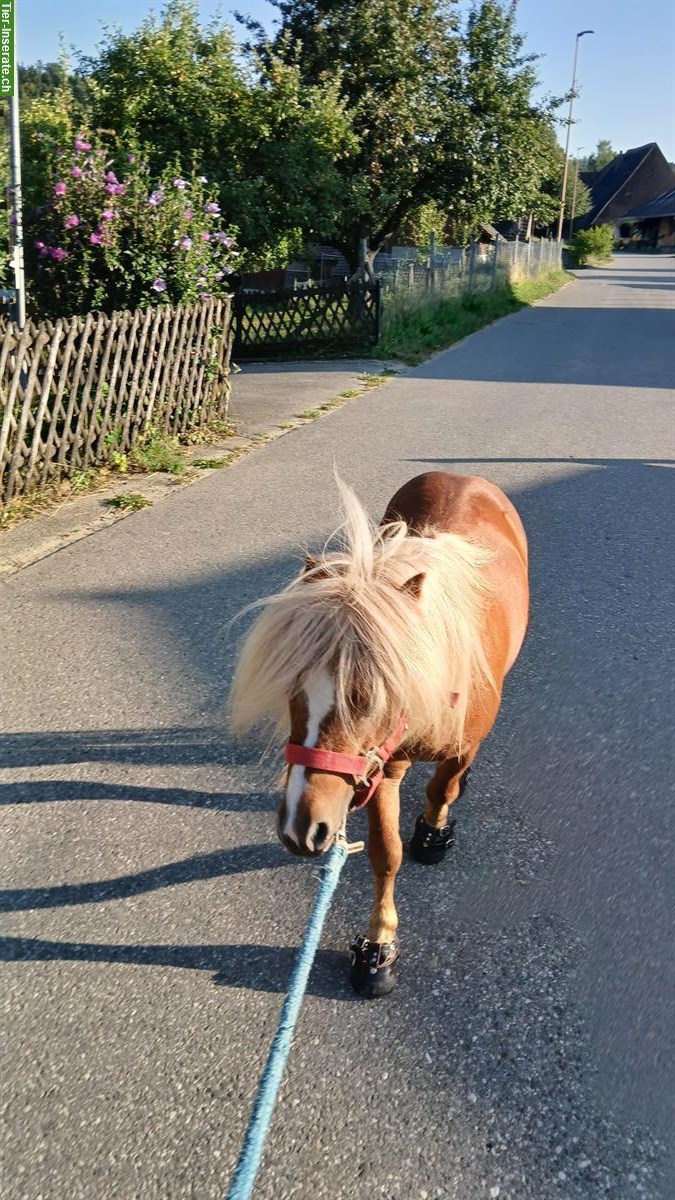 Bild 3: Mini Shetlandponys suchen ein Zuhause