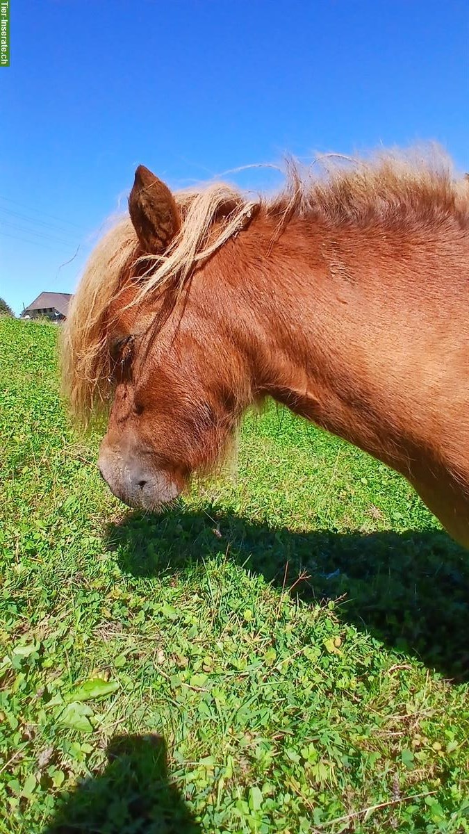 Bild 4: Mini Shetlandponys suchen ein Zuhause