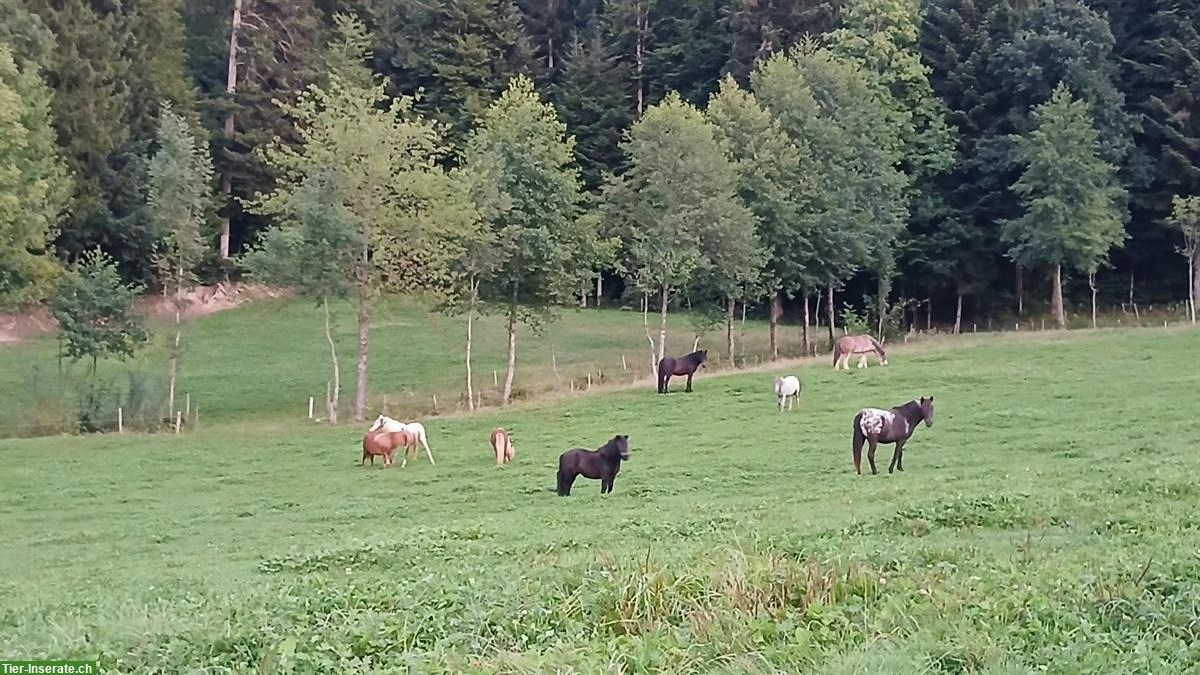 Bild 5: Mini Shetlandponys suchen ein Zuhause