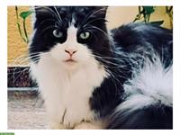 Junge Birma x Waldkatze-Kätzin in schwarz/weiss