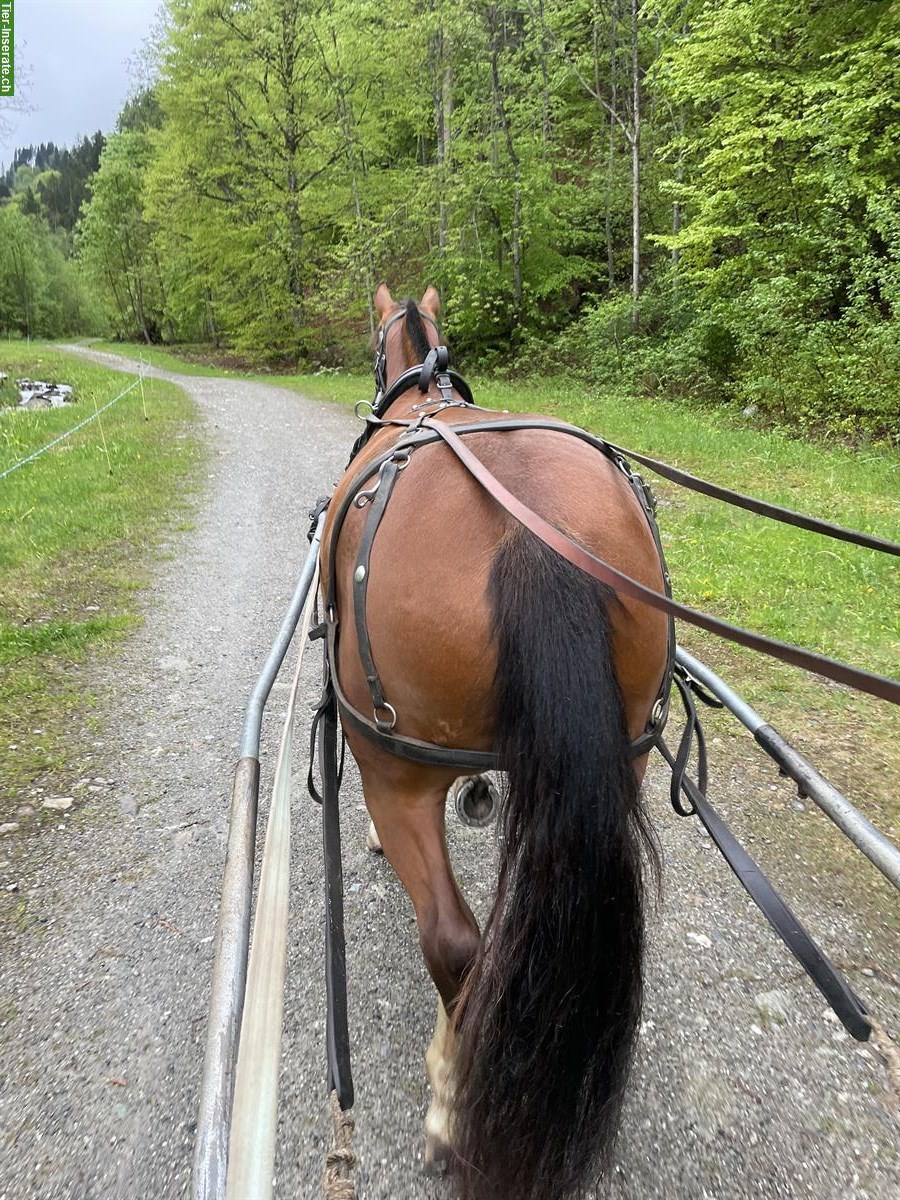 Bild 6: 3.5-jährige Freiberger Stute, ein- und zweispännig gefahren