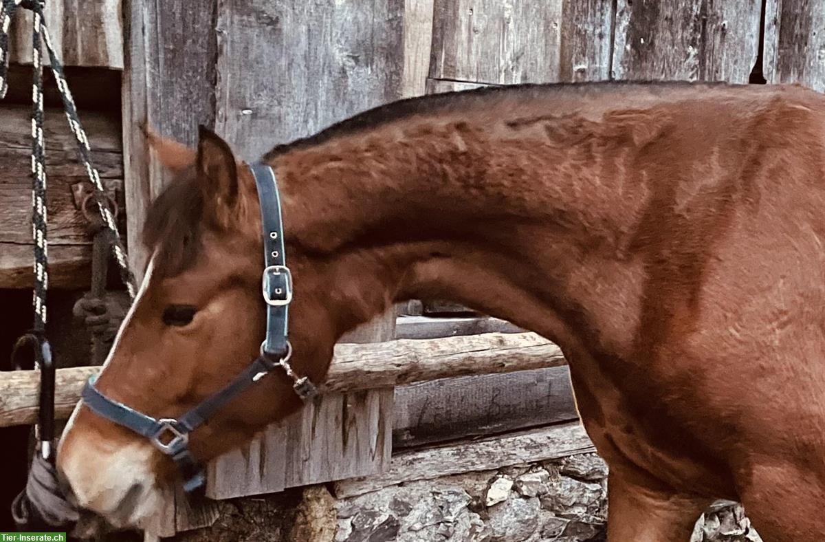 Bild 7: 3.5-jährige Freiberger Stute, ein- und zweispännig gefahren