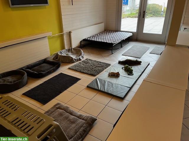 Bild 4: Untermiete für Hundebetreuer/in, Buchs ZH