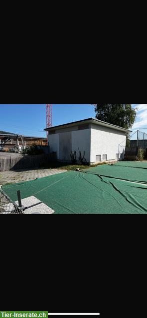 Bild 6: Untermiete für Hundebetreuer/in, Buchs ZH