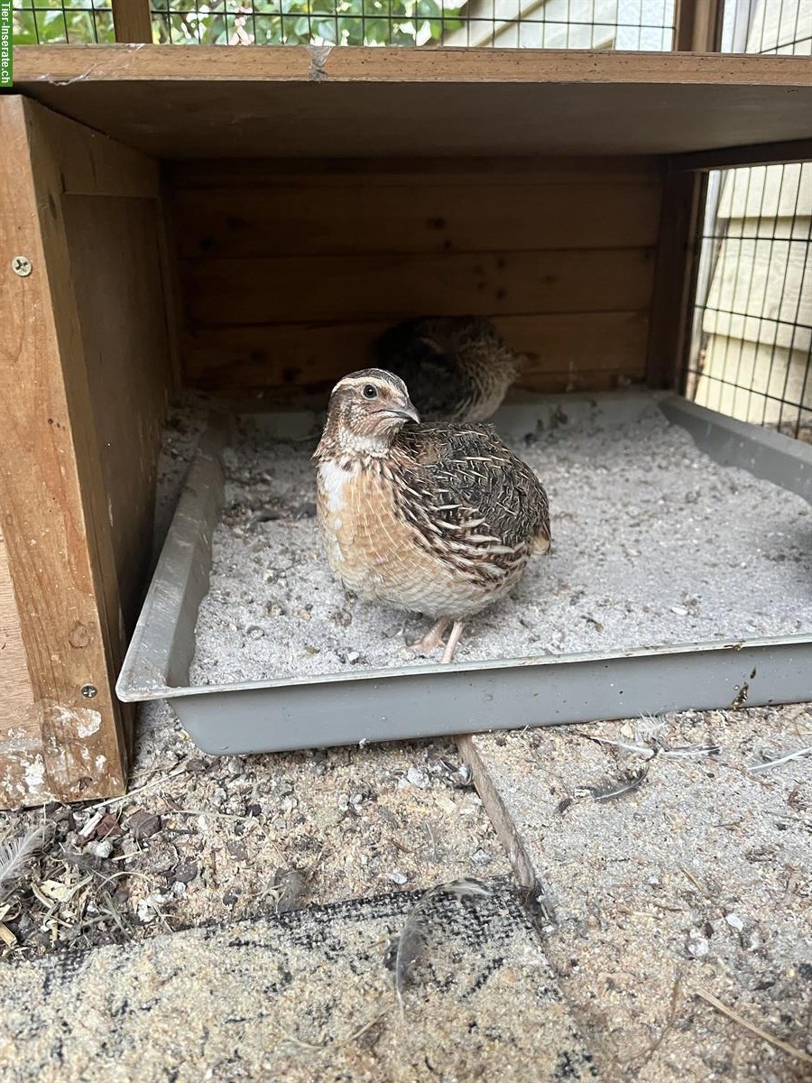 GRATIS: Junger Wachtelhahn, wildfarben