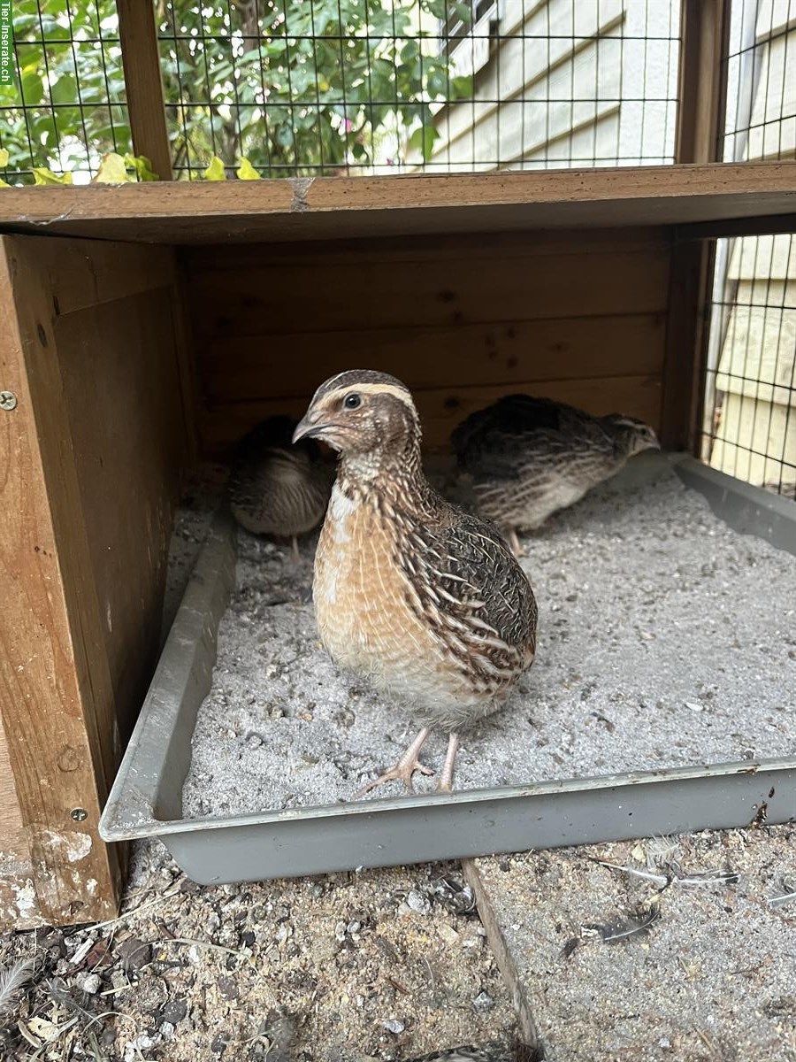 Bild 2: GRATIS: Junger Wachtelhahn, wildfarben