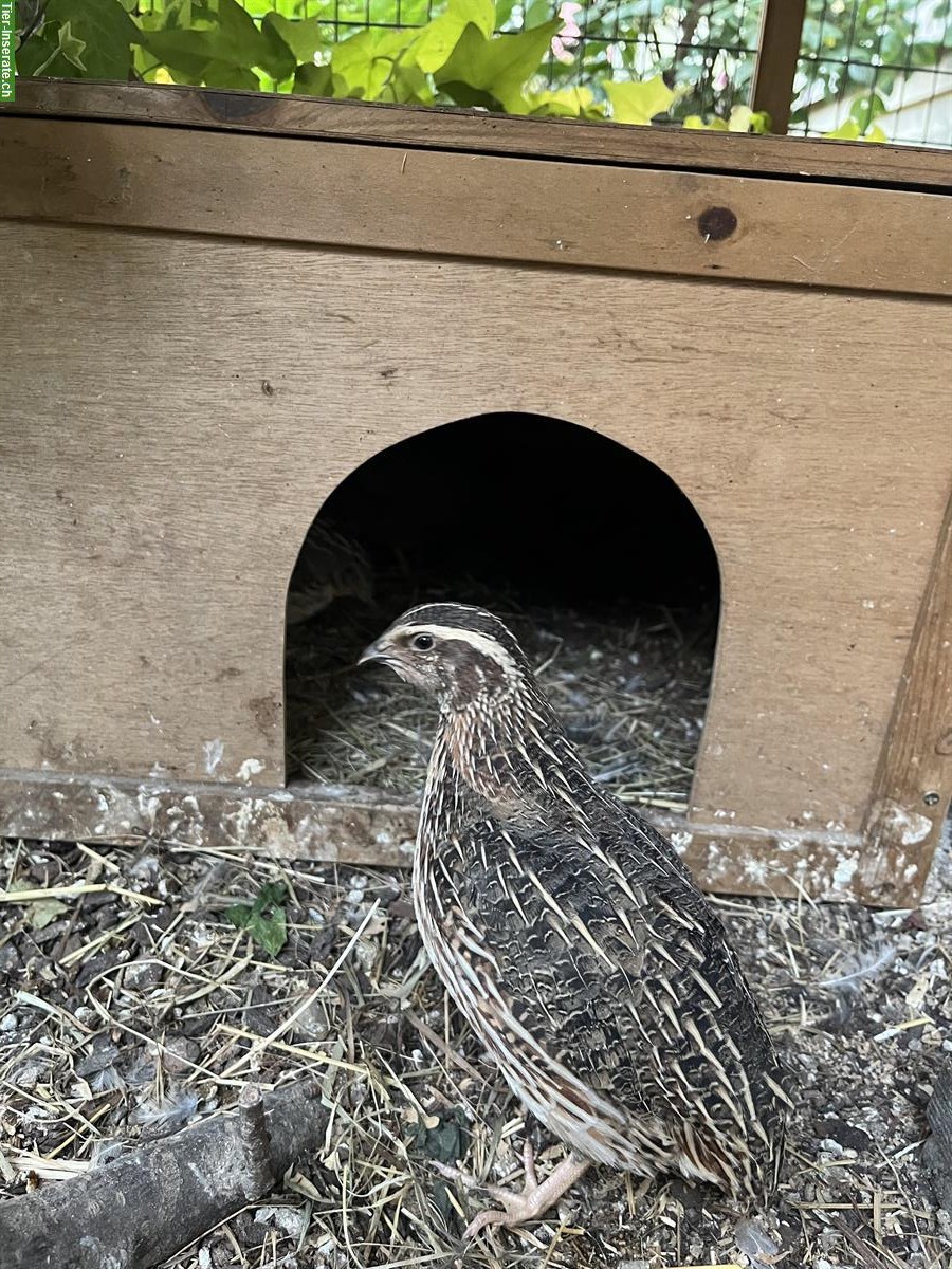 Bild 3: GRATIS: Junger Wachtelhahn, wildfarben