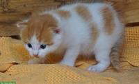 Bauernhof Kitten abzugeben, stubenrein und sozialisiert
