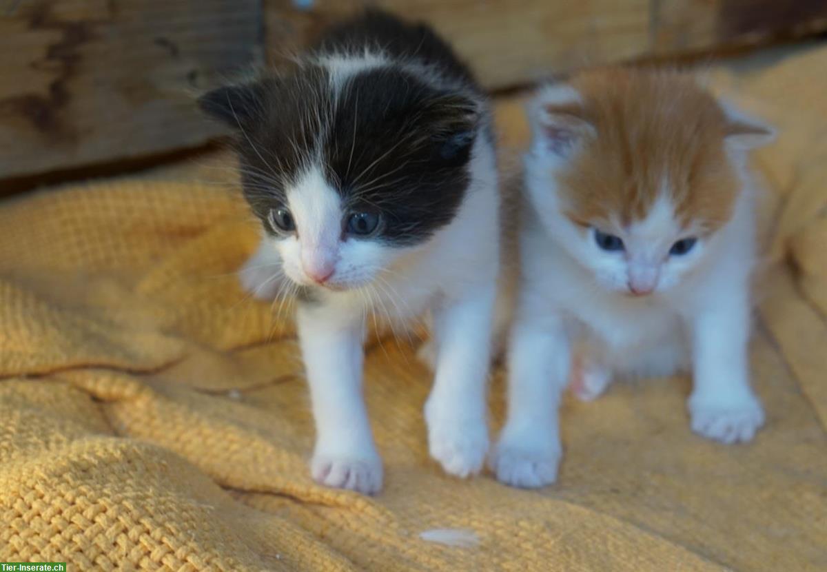 Bild 2: Bauernhof Kitten abzugeben, stubenrein und sozialisiert