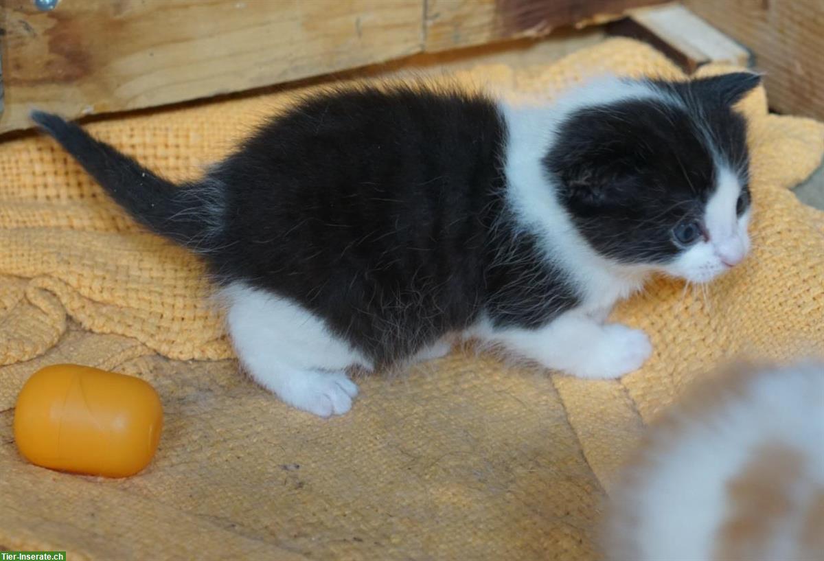 Bild 3: Bauernhof Kitten abzugeben, stubenrein und sozialisiert
