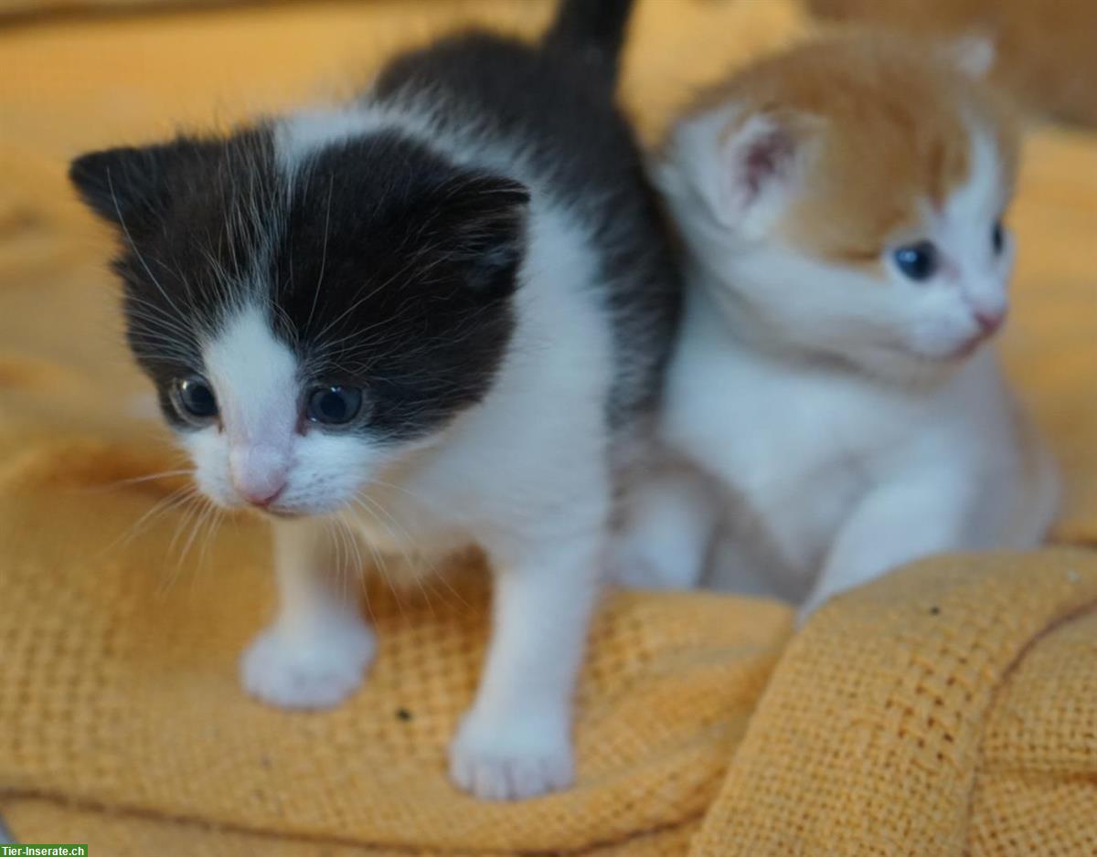 Bild 4: Bauernhof Kitten abzugeben, stubenrein und sozialisiert