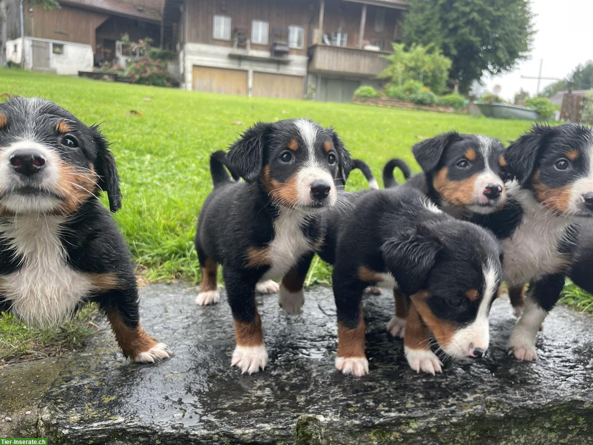 Entlebucher x Appenzeller Sennenhund Mischlingswelpen