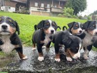 Entlebucher x Appenzeller Sennenhund Mischlingswelpen