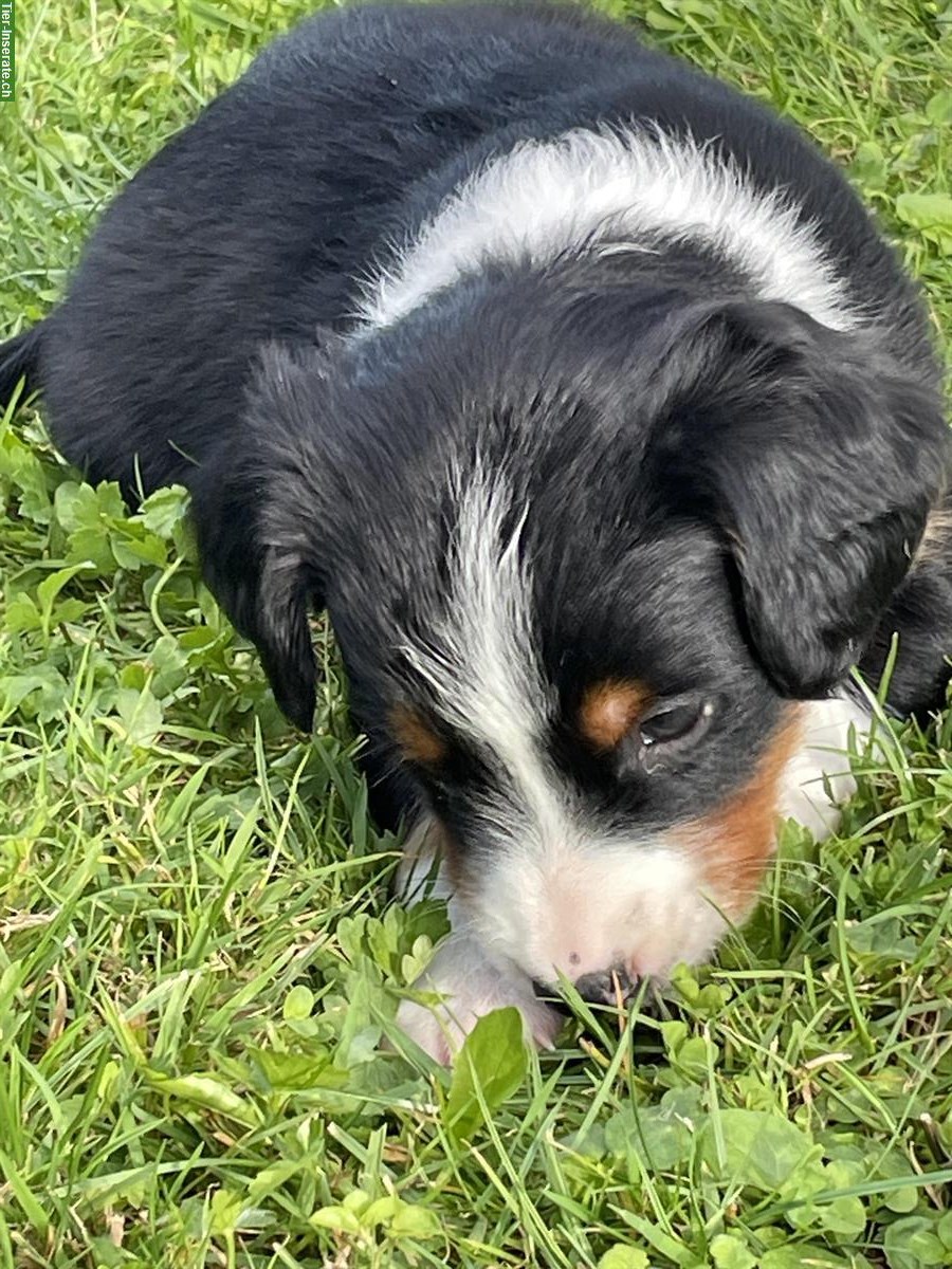 Bild 10: Entlebucher x Appenzeller Sennenhund Mischlingswelpen