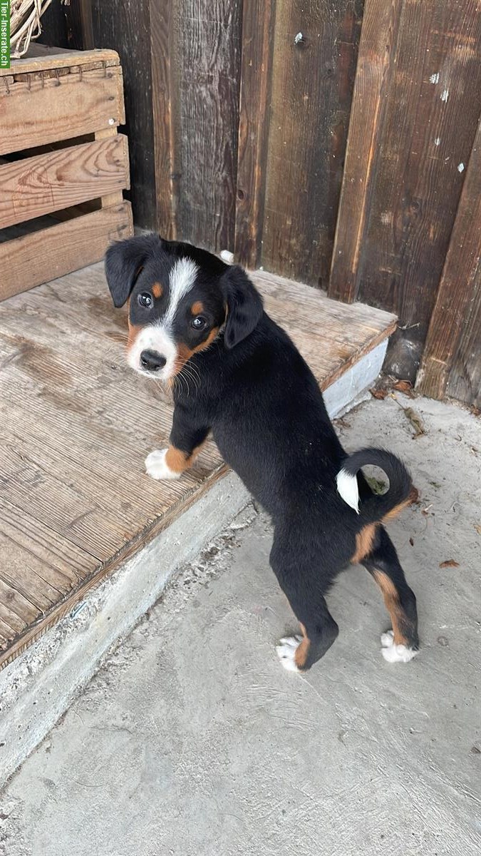 Bild 2: Entlebucher x Appenzeller Sennenhund Mischlingswelpen